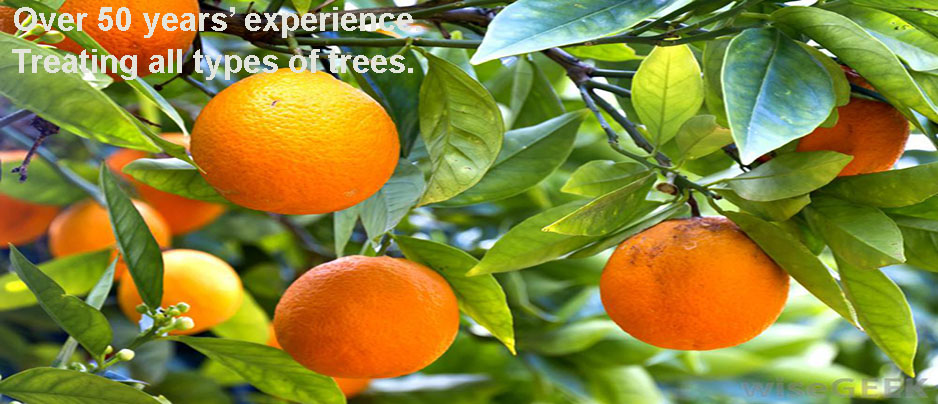 images/Macetera-Orange-Citrus-Trees-With-Fruit-That-Tastes-Bad-Call-Us.jpg